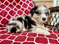 a black and white puppy laying on a red chair