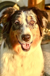 a dog with a frisbee in his mouth