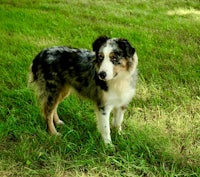 a dog standing in a field with a frisbee