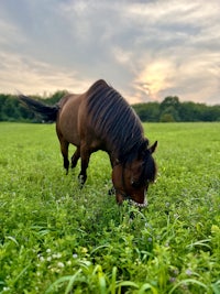 a horse grazing in a field at sunset