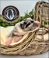 australian shepherd puppy in a wicker basket