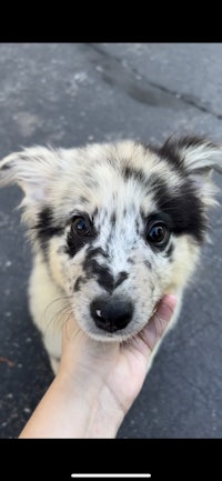 a black and white puppy is being held by a person