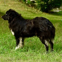 a black and white dog standing in the grass