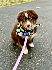 an australian shepherd puppy on a leash