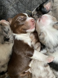 a group of puppies laying on top of each other