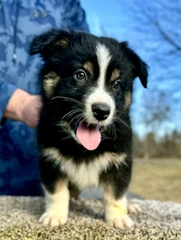 a black and white puppy is standing on top of a rock