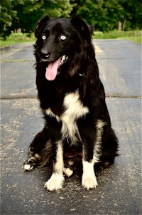 a black and white dog sitting on a road