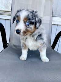 an australian shepherd puppy sitting on a chair