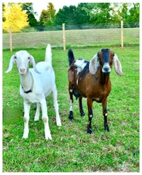 two goats standing next to each other in a field