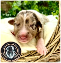 a brown and white puppy sleeping in a wicker basket