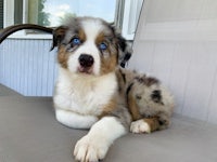 an australian shepherd puppy sitting on a chair