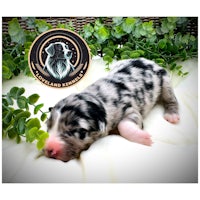 a black and white puppy is laying on a bed of greenery