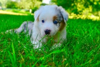 an australian shepherd puppy laying in the grass